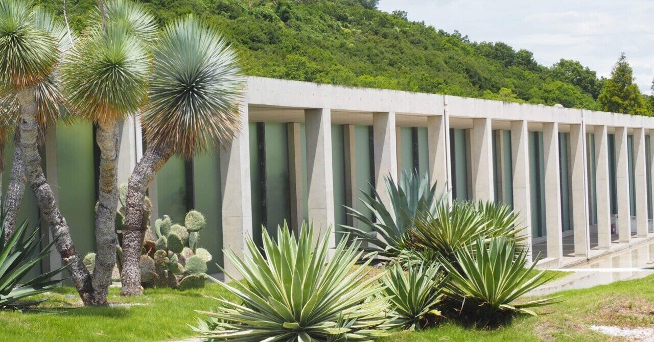 シュロの木 植木 ドライガーデン