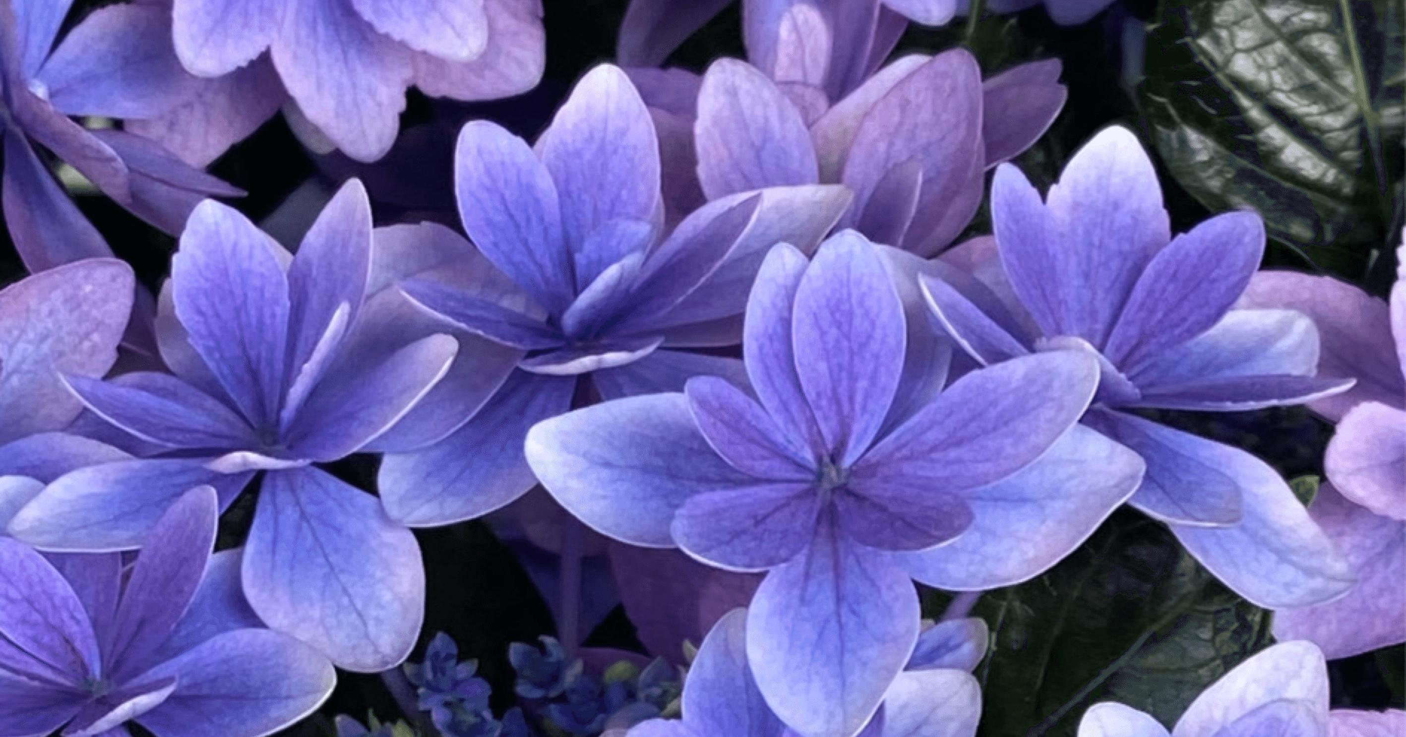 86c610ae5b2bb13d60a7ddfbb47972