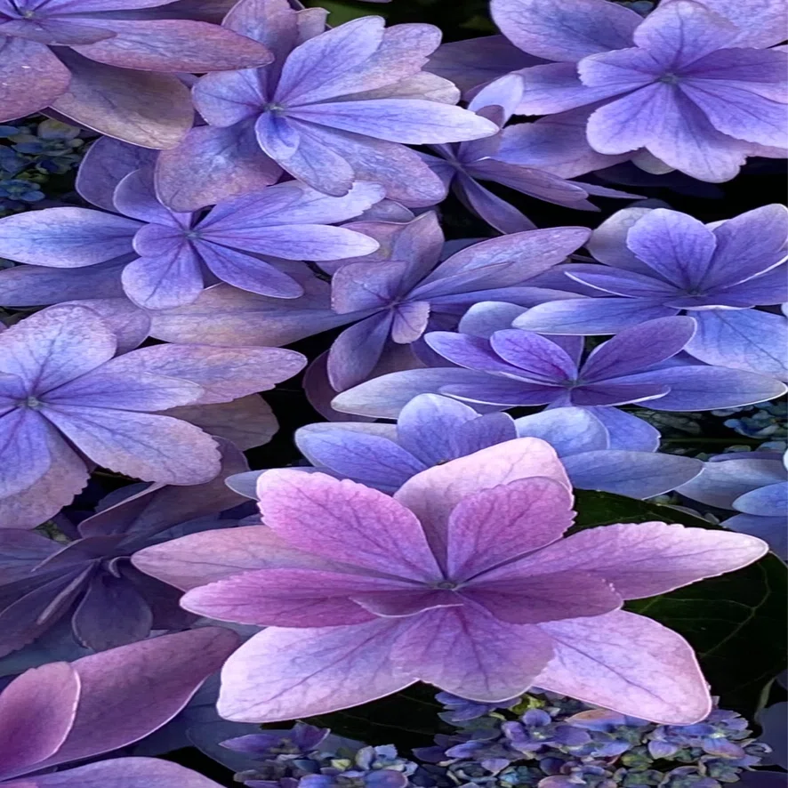 紫陽花 八重咲紫陽花｜EGGSEED