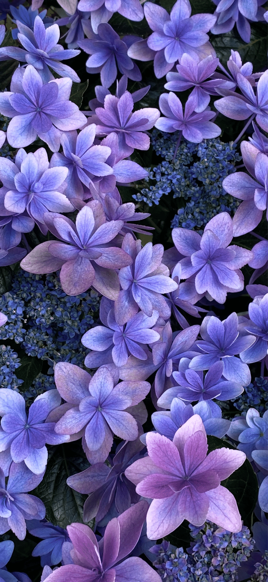 ヤトッチ　紫陽花の花びら ヤトッチ 紫陽花の花びら 旧中川の紫陽花 Hydrangea - おしらせ