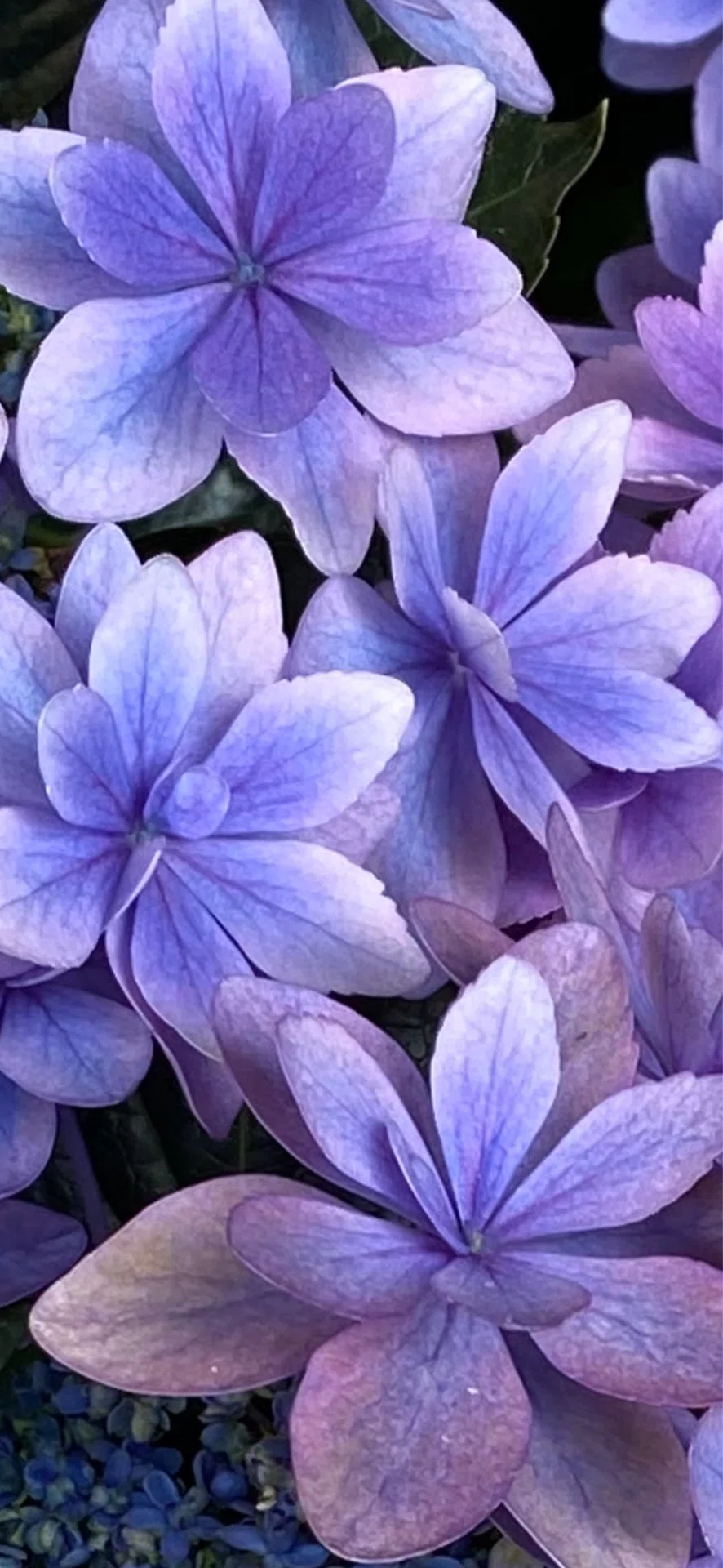 八重咲紫陽花｜EGGSEED