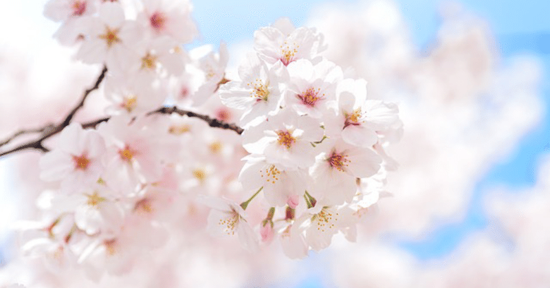 平成最後の桜🌸ファイアーワークス