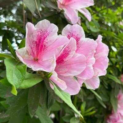 往復推薦図書 第六回「寺山修司少女詩集」｜河野