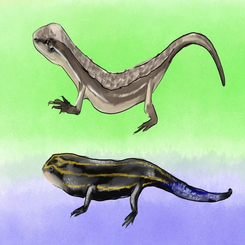 ひとまとめで「とかげ」？｜くますけ｜自然ガイド・クリエイター