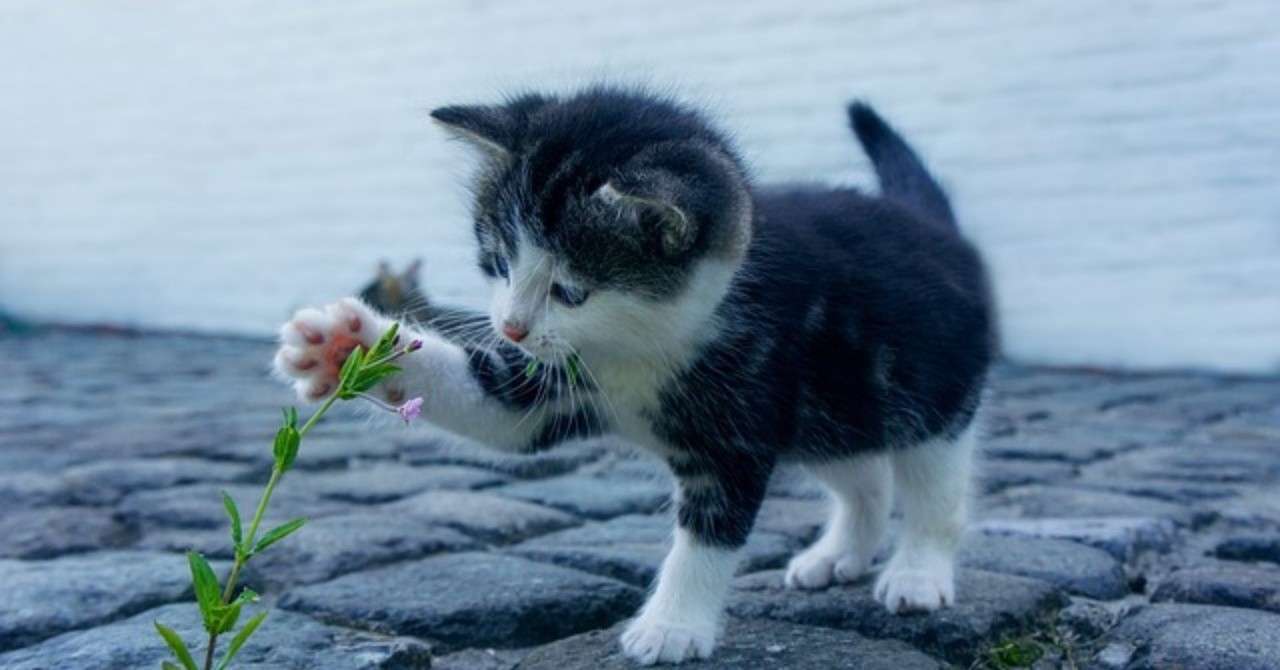 シュレーディンガーの猫と 禅 Love Ur Body Note