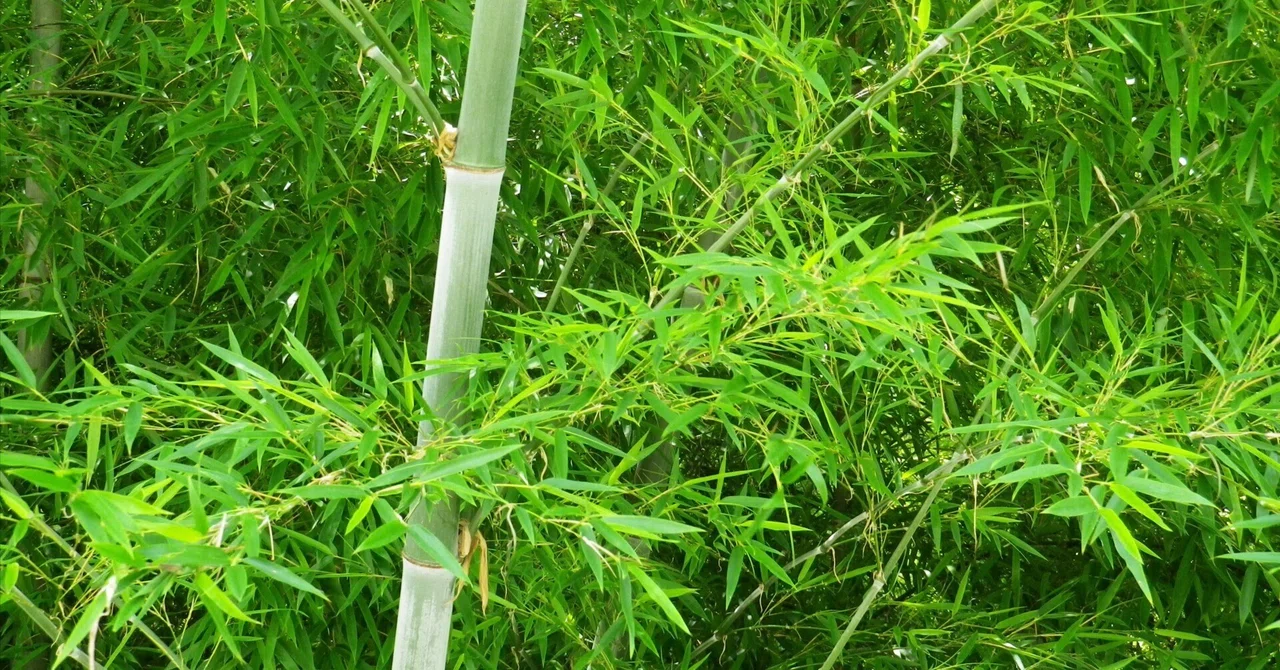 竹と麻を使った物作り｜アキラ マツカワ 竹職人 🎋
