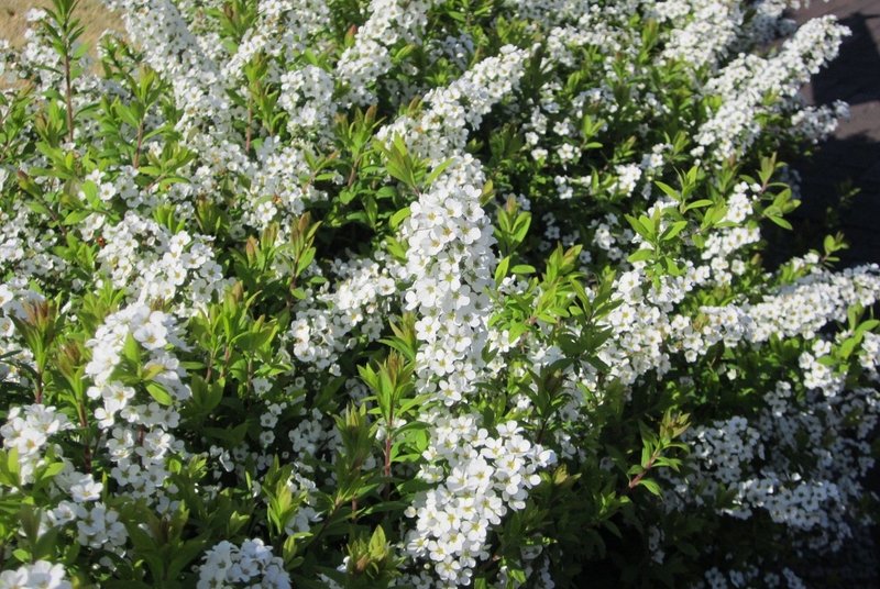 光る蛇 インマヌエル Shining Snake Immanuel 第１話 トモダチ 真帆 沁 Mahoshin 文筆家 Note