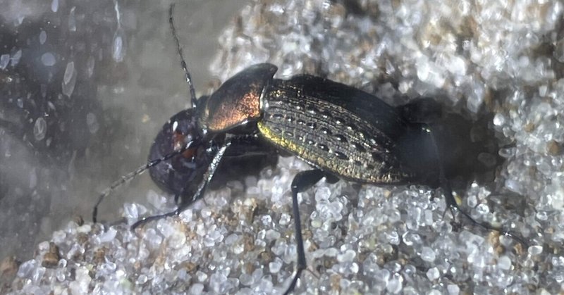 地表徘徊性肉食甲虫にハエ蛹及び白サシを与える際の注意点
