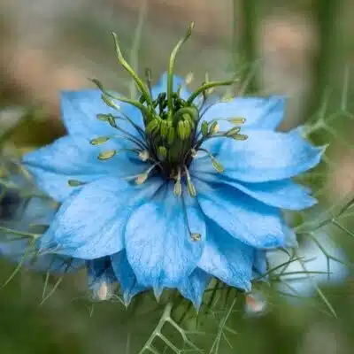 歪花