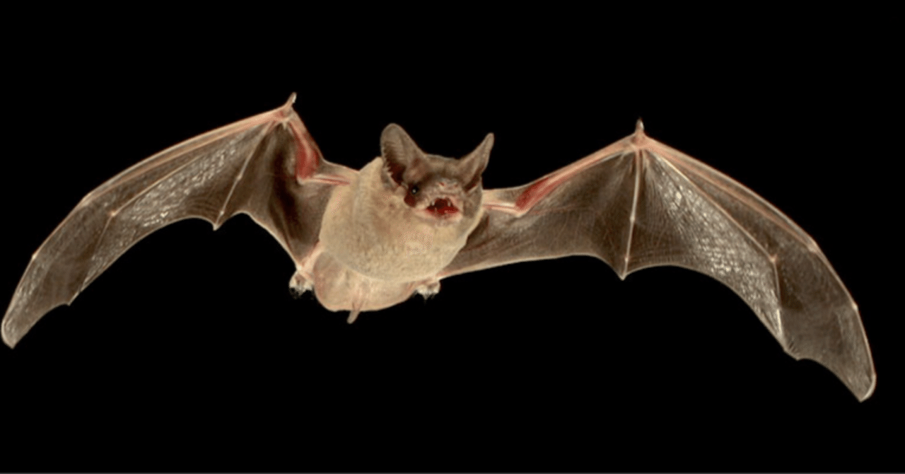 Hearing by Bats　（コウモリの聴覚） hqdefault.jpg