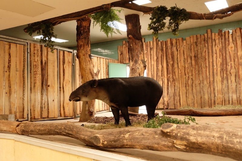 子ヤギとゆるい看板 おまけの動物たち ベルリン動物園3 Nebulian Note 子ヤギとゆるい看板 おまけの動物たち ベルリン動物園3 Nebulian Note