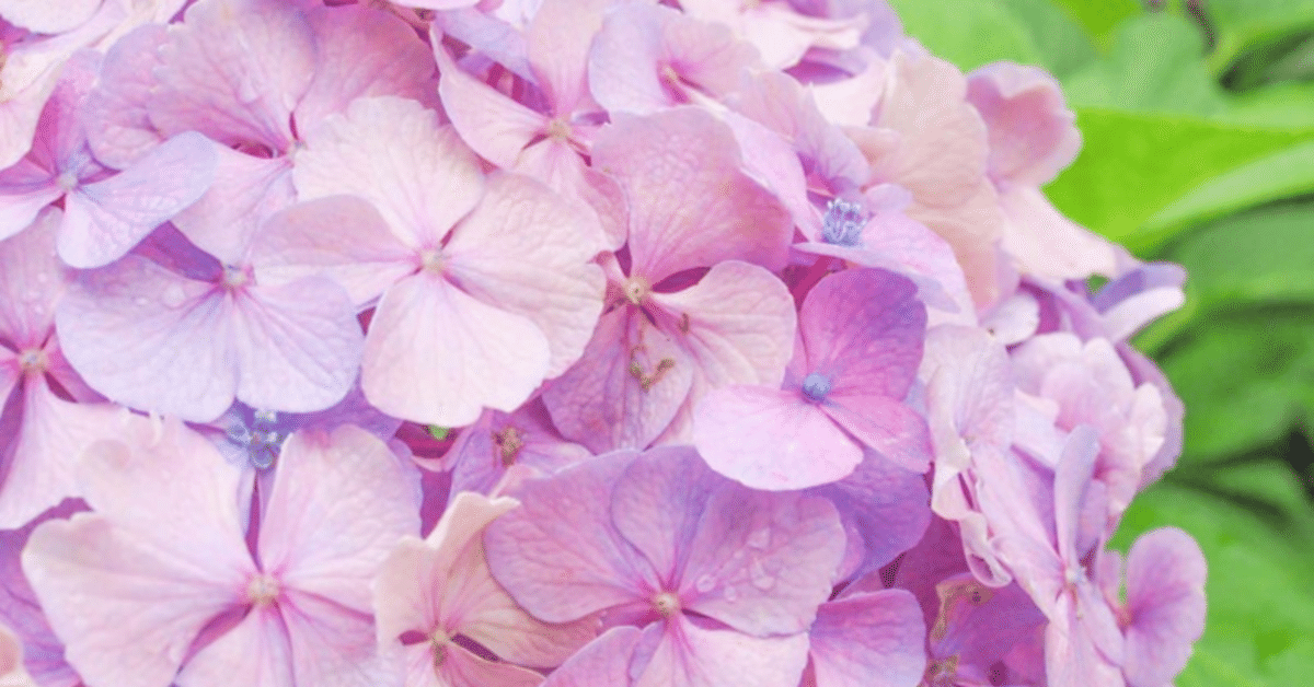 紫陽花が、好き。｜桜小路いをり