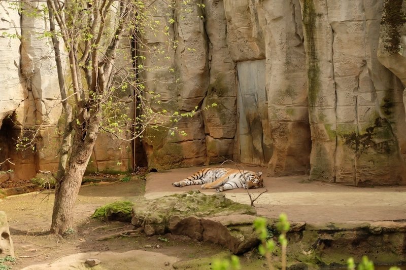 街中とは思えないサバンナっぷり ライプツィヒ動物園2 Nebulian Note 街中とは思えないサバンナっぷり ライプツィヒ動物園2 Nebulian Note