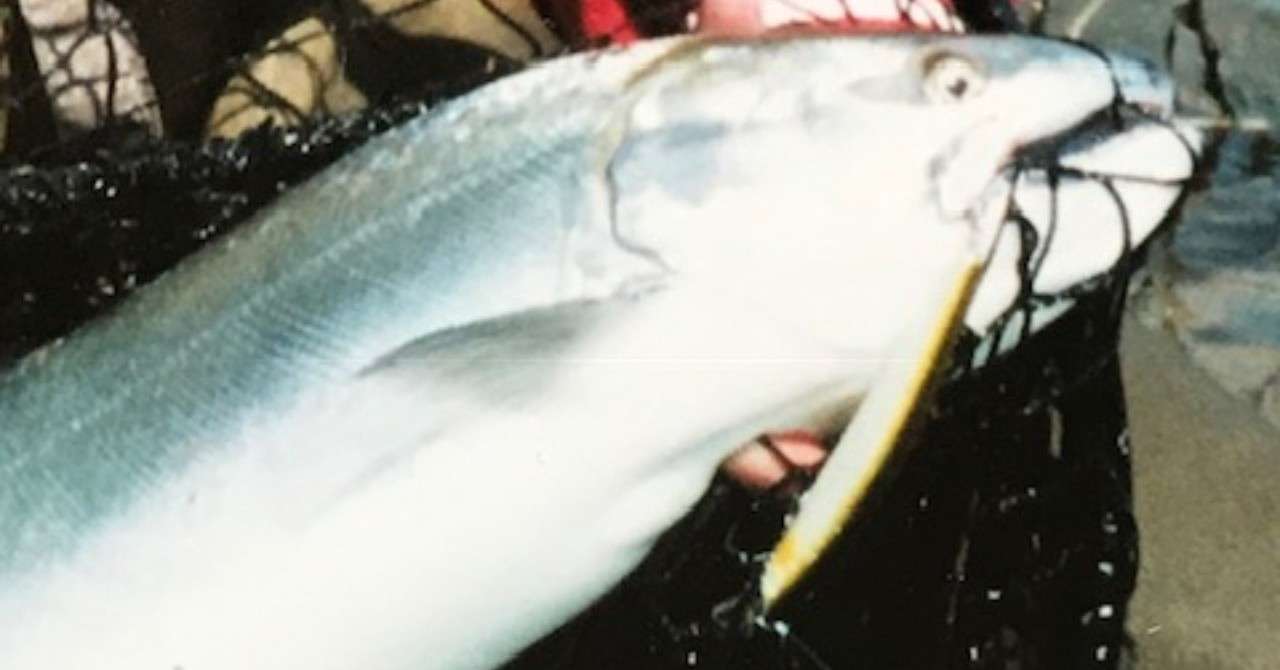 荒瀬に着いたサクラマスをシャローミノーで軽快に狙う 九頭竜川サクラマスのテクニカル Note カリスマ アフロ Note