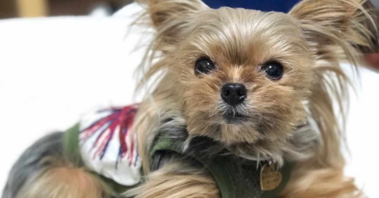 犬のオムツどう思う の新着タグ記事一覧 Note つくる つながる とどける