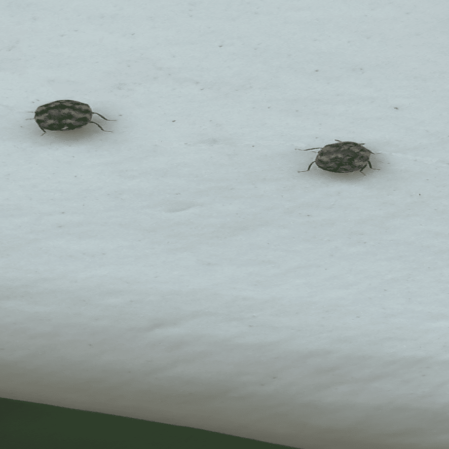 姫丸鰹節虫｜EGGSEED