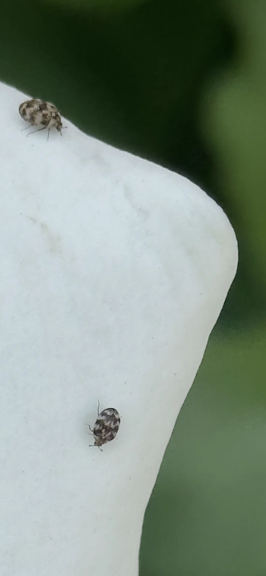 姫丸鰹節虫｜EGGSEED