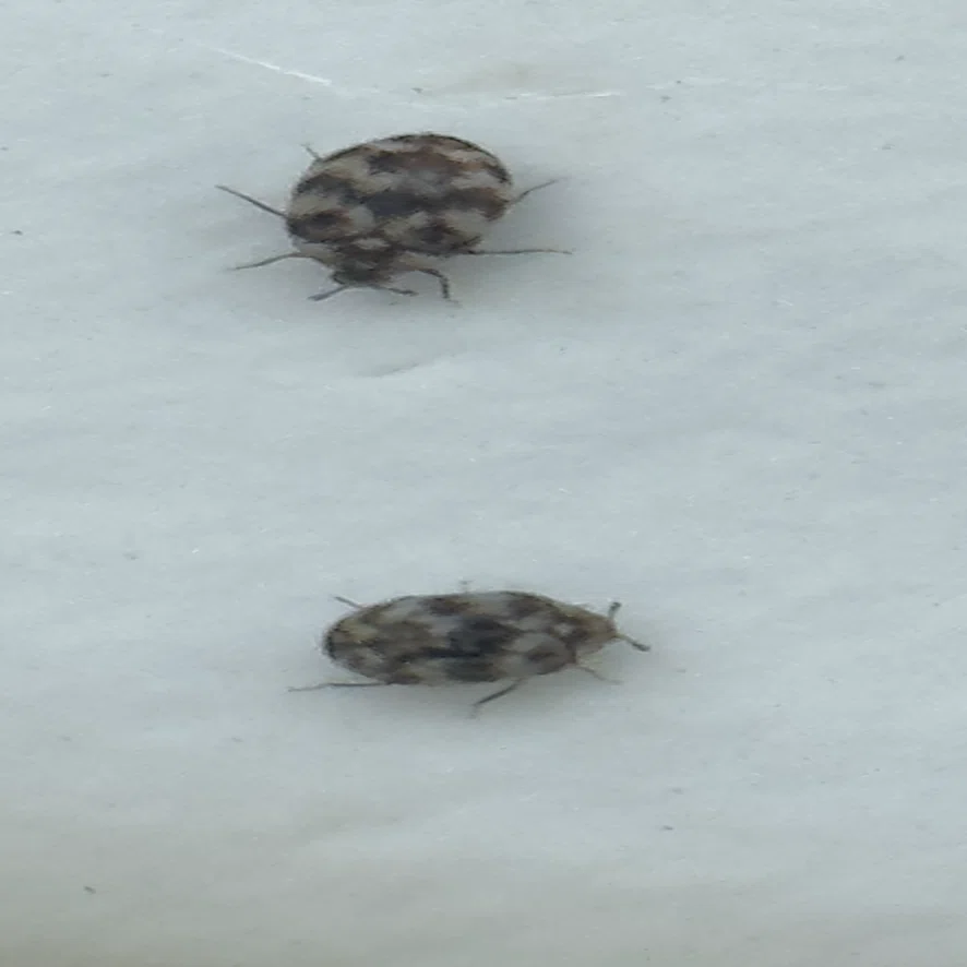 姫丸鰹節虫 🌼姫丸鰹節虫🌼 トゲトゲの幼虫時代から ころんと丸いフォルムの成虫へ