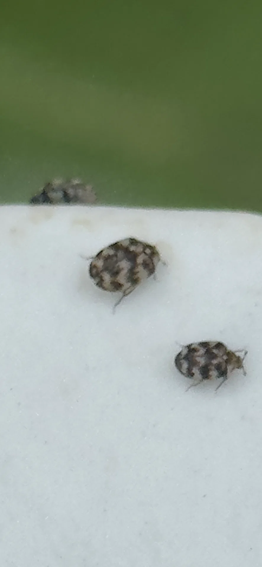 姫丸鰹節虫｜EGGSEED