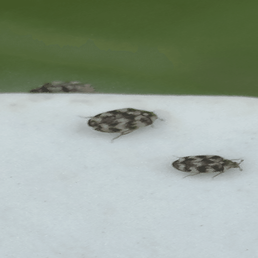 姫丸鰹節虫｜EGGSEED