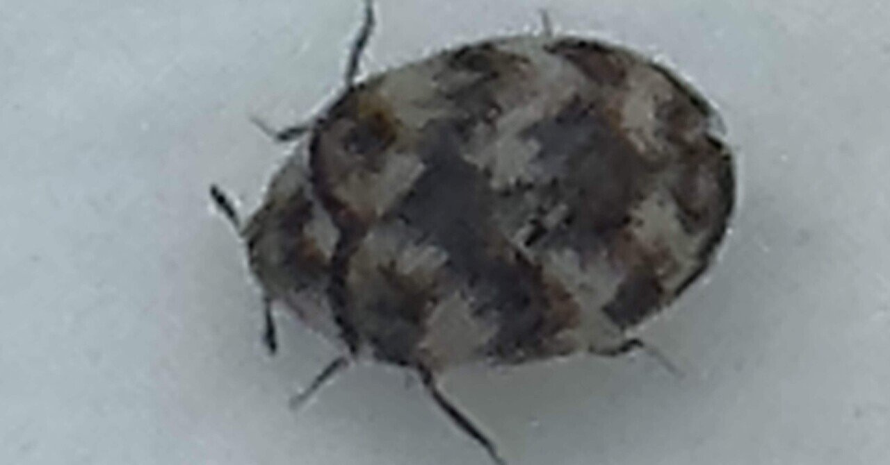 姫丸鰹節虫｜EGGSEED
