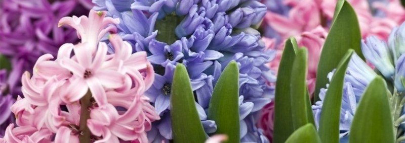 Hyacinth Note