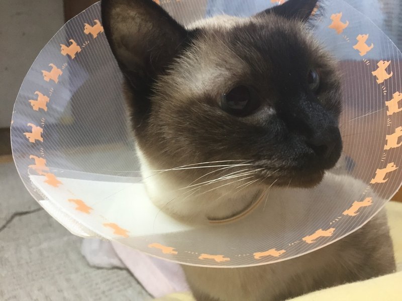 うちの茶猫が手術した話 真野てん Note