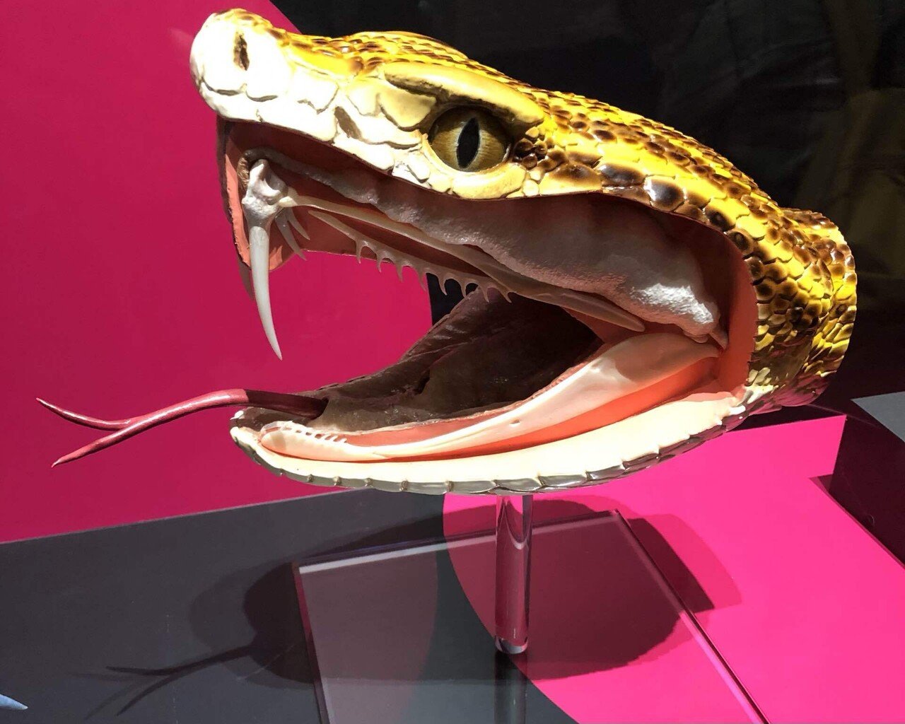 透明標本　ハブ頭部 透明標本 ハブ頭部 【公式通販】