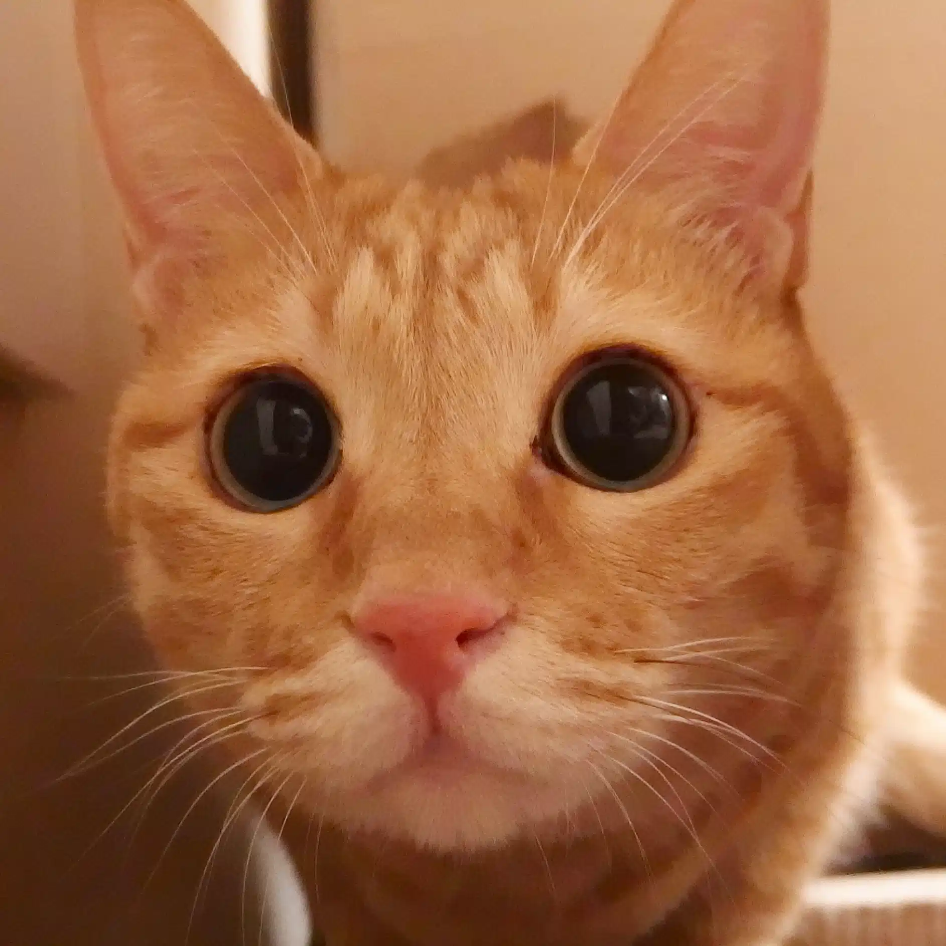 たおたお