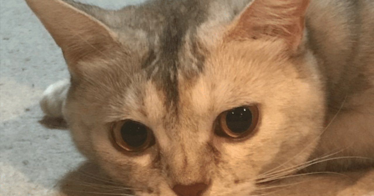 🐈の好きな写真😘|キャット