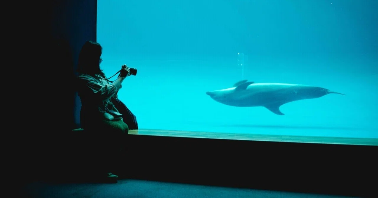 X-T3とXF23mm f1.4を持って水族館に行ってきた｜imai