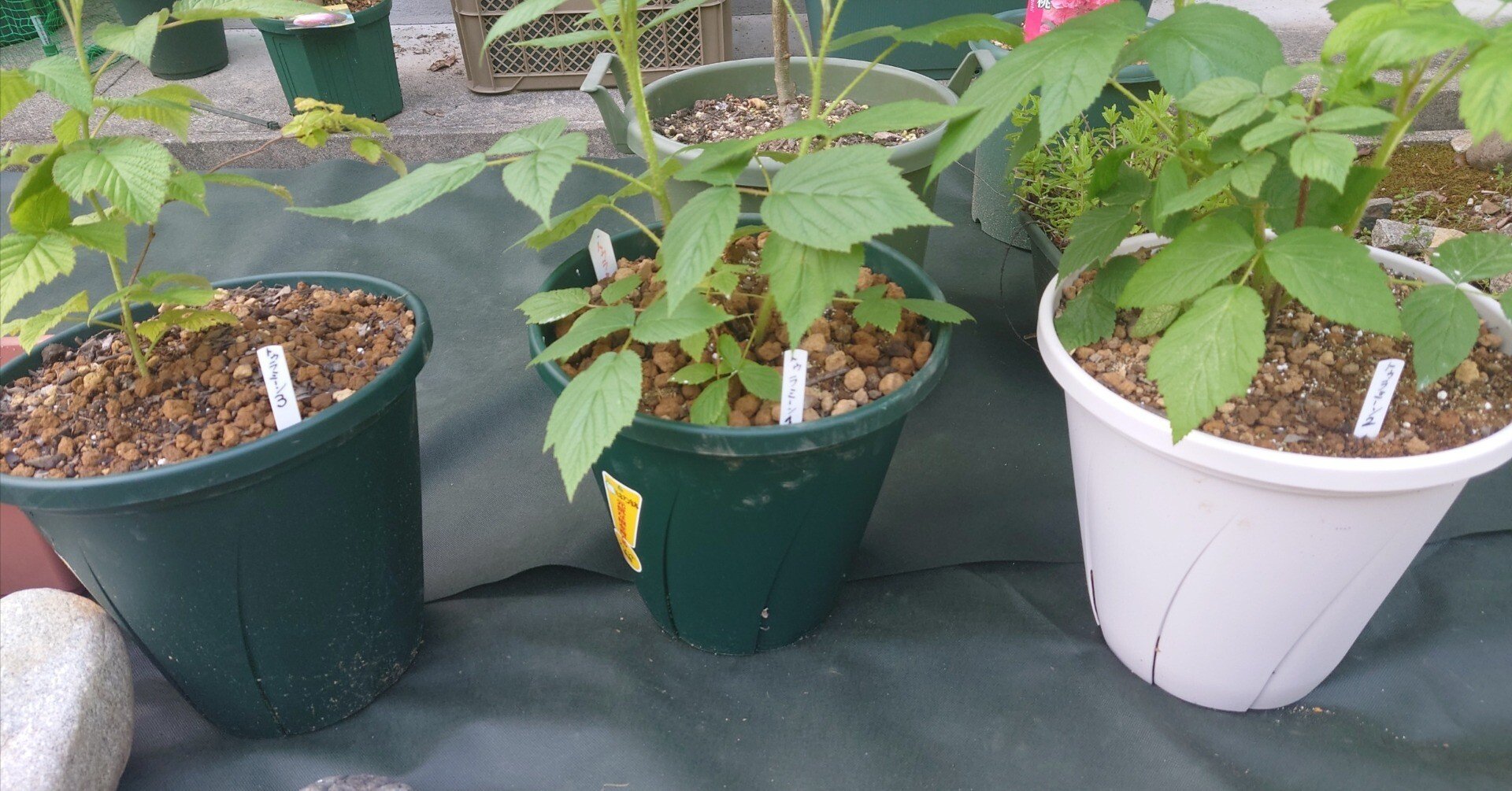 トゥラミンの真贋1｜ガットラックラッコ