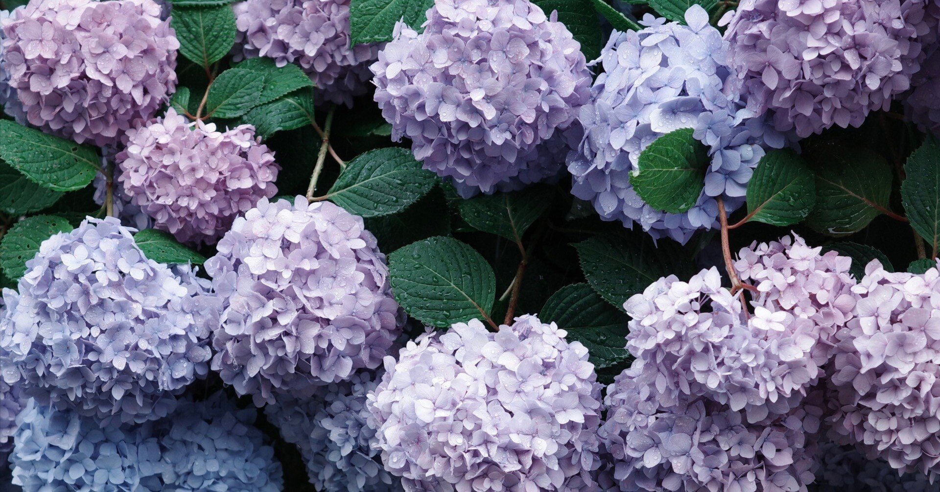 雨の似合う花｜無為の茶客 | Kazuo Yoshida