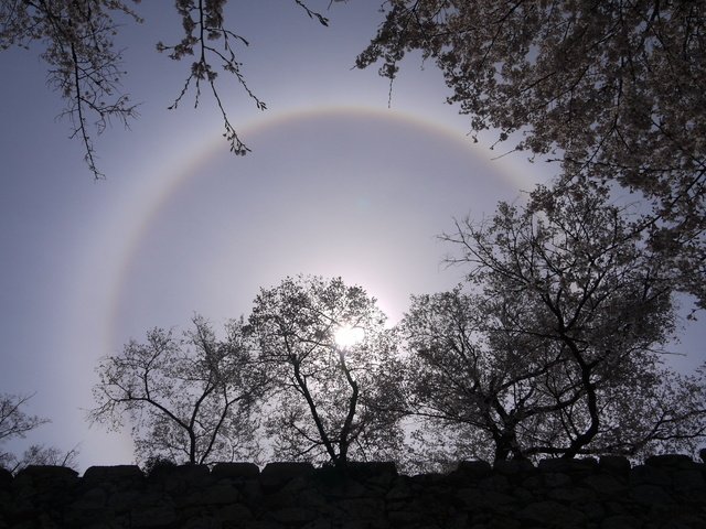 桜見に行ったら、日暈に遭遇。津山鶴山公園のさくら祭り。