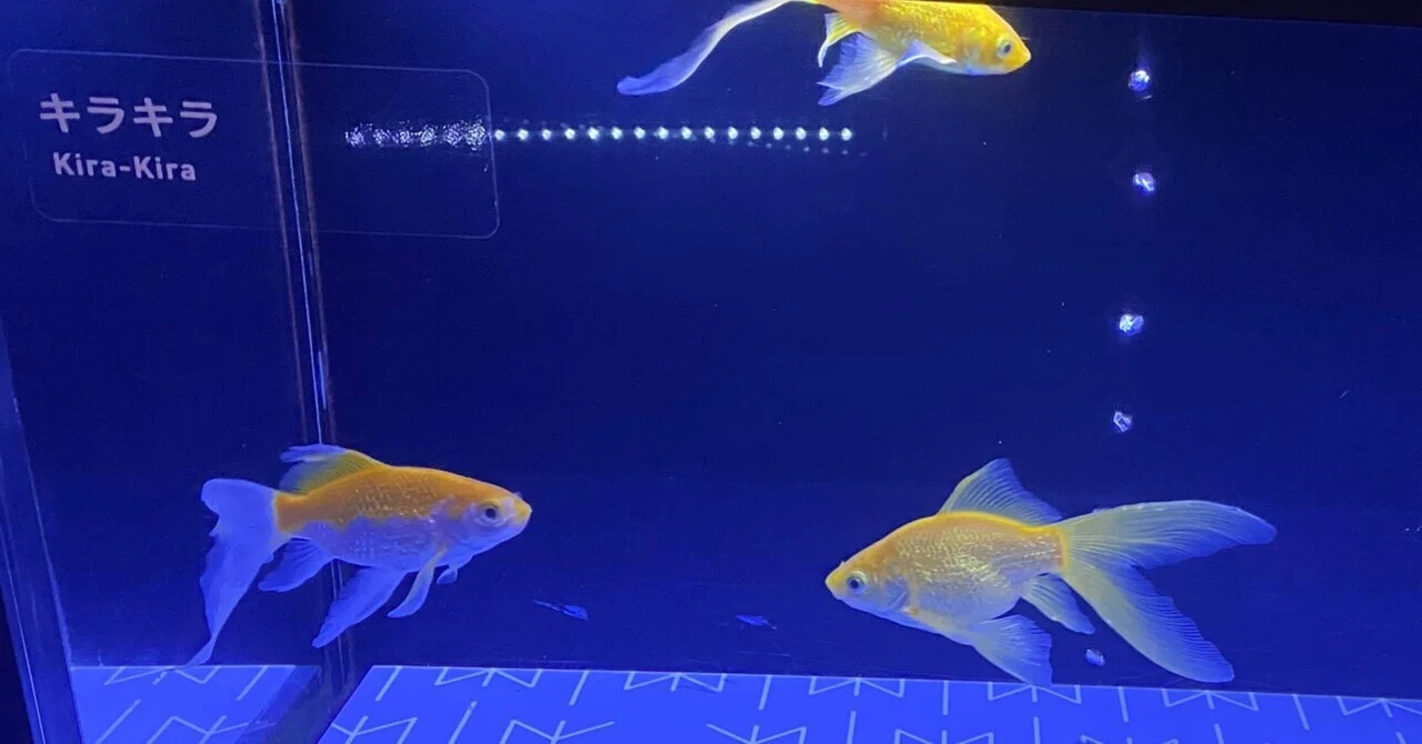 🐠1 金魚「きらきら」【マンタッタの生物写真】｜マンタッタ