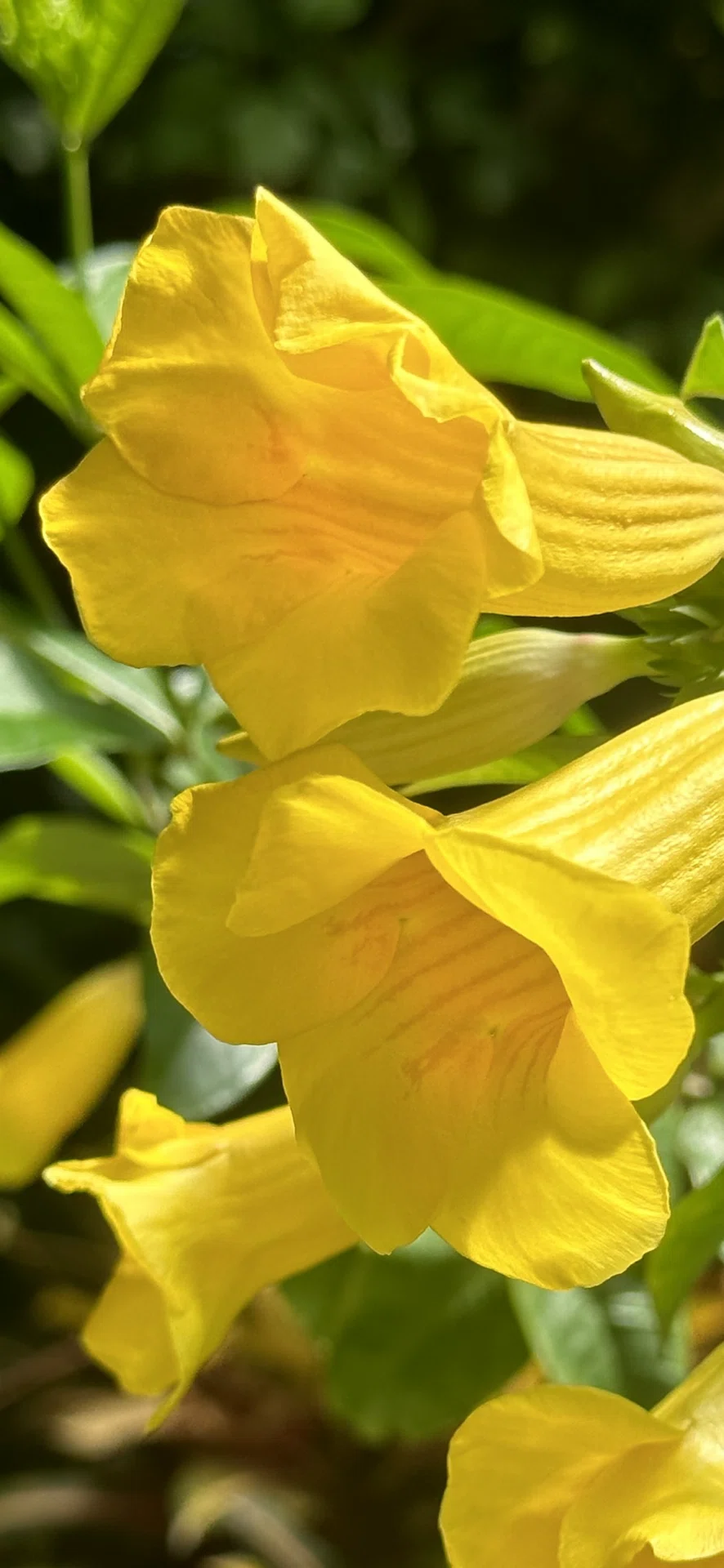 ALLAMANDA｜EGGSEED