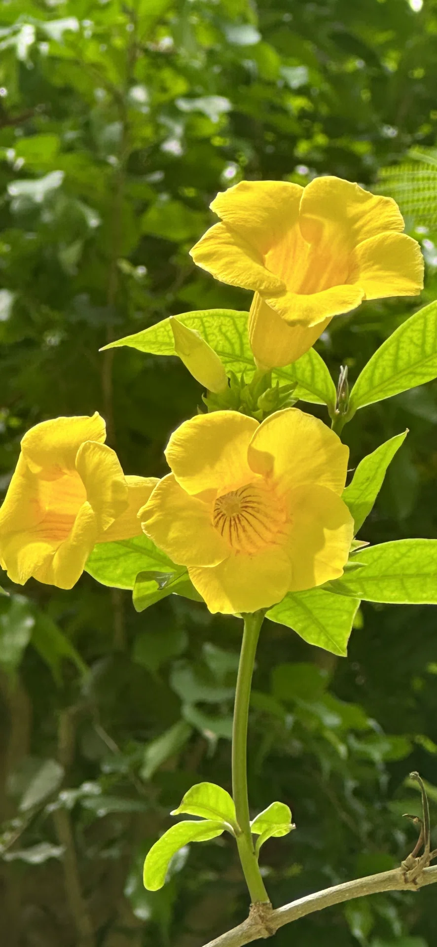 ALLAMANDA｜EGGSEED