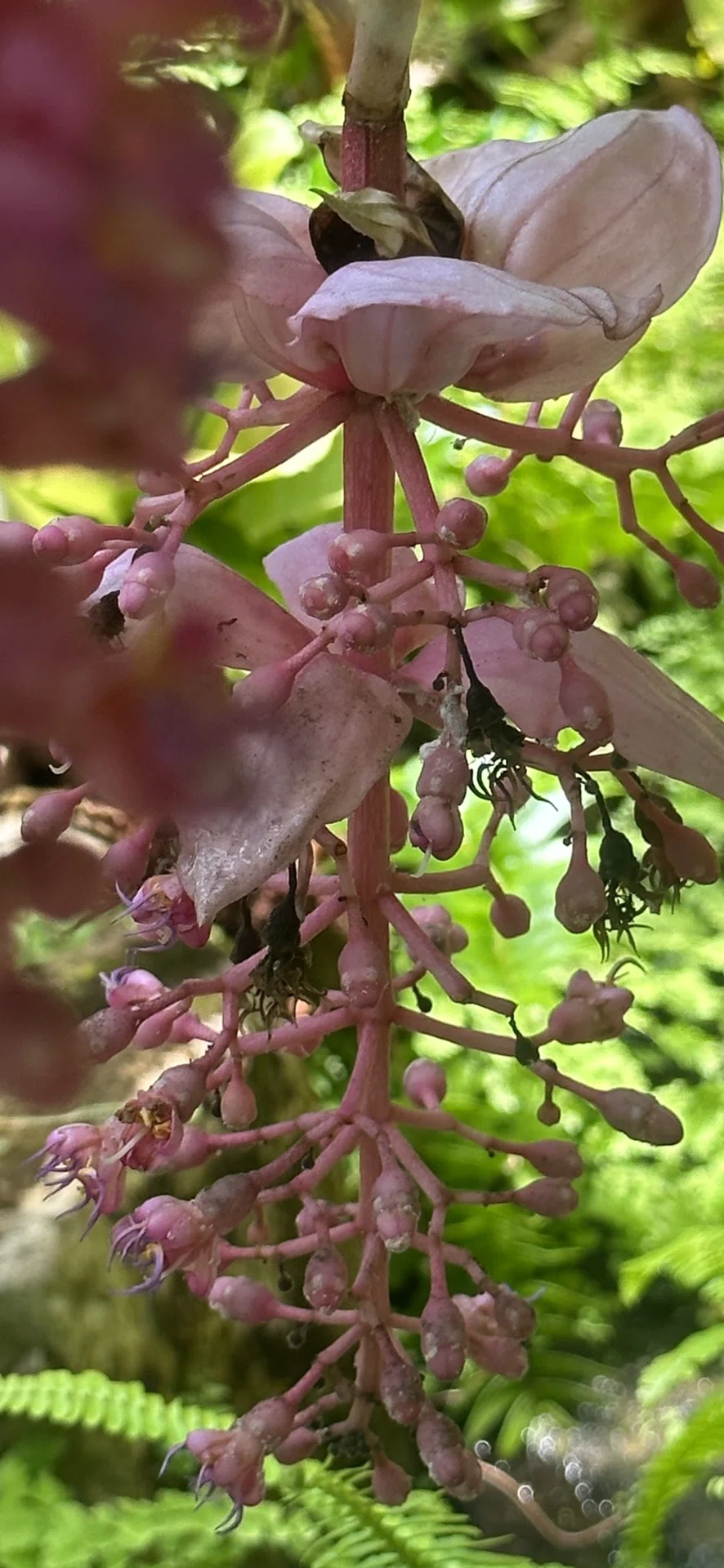 MEDINILLA MAGNIFICA｜EGGSEED