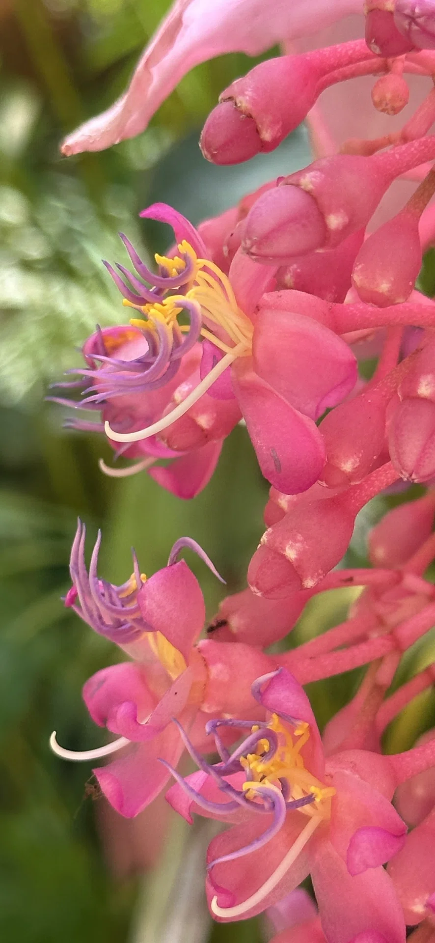 MEDINILLA MAGNIFICA｜EGGSEED