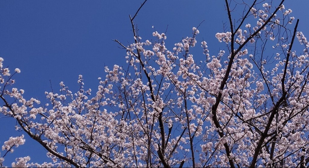 麻蒔ひな            麻蒔ひな