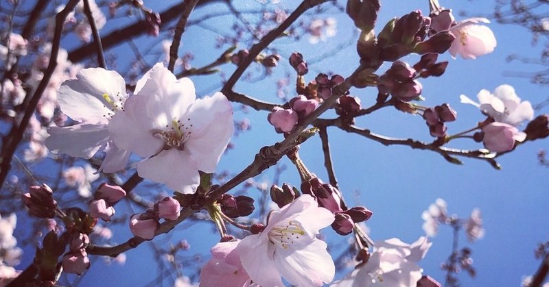 桜とハンドメイドと私