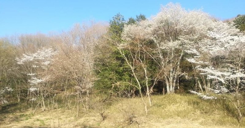 停滞していたものが流れはじめる【おうし座オンリー占い】3月29日(金)