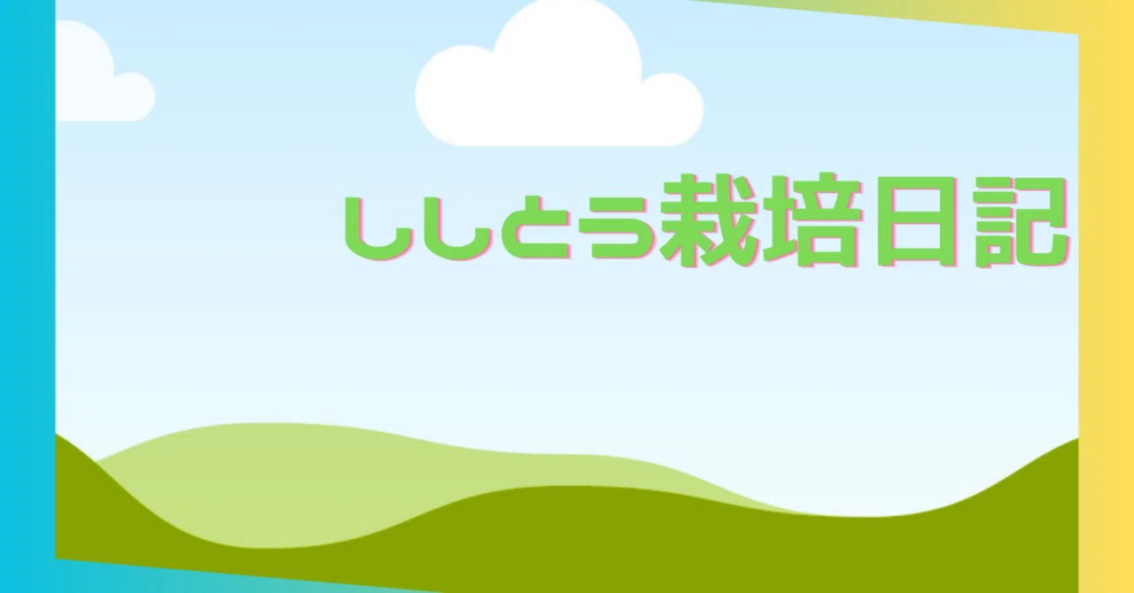 見出し画像
