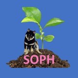 SOPH ソフ