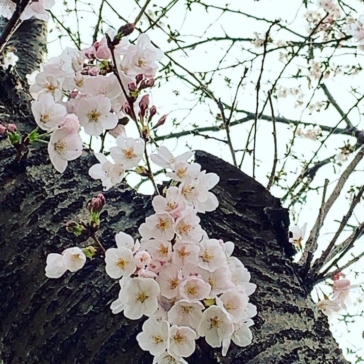 咲いた咲いた
さくらが咲いた🌸



#写真 #桜 #春 #花 #ヒヤシンス