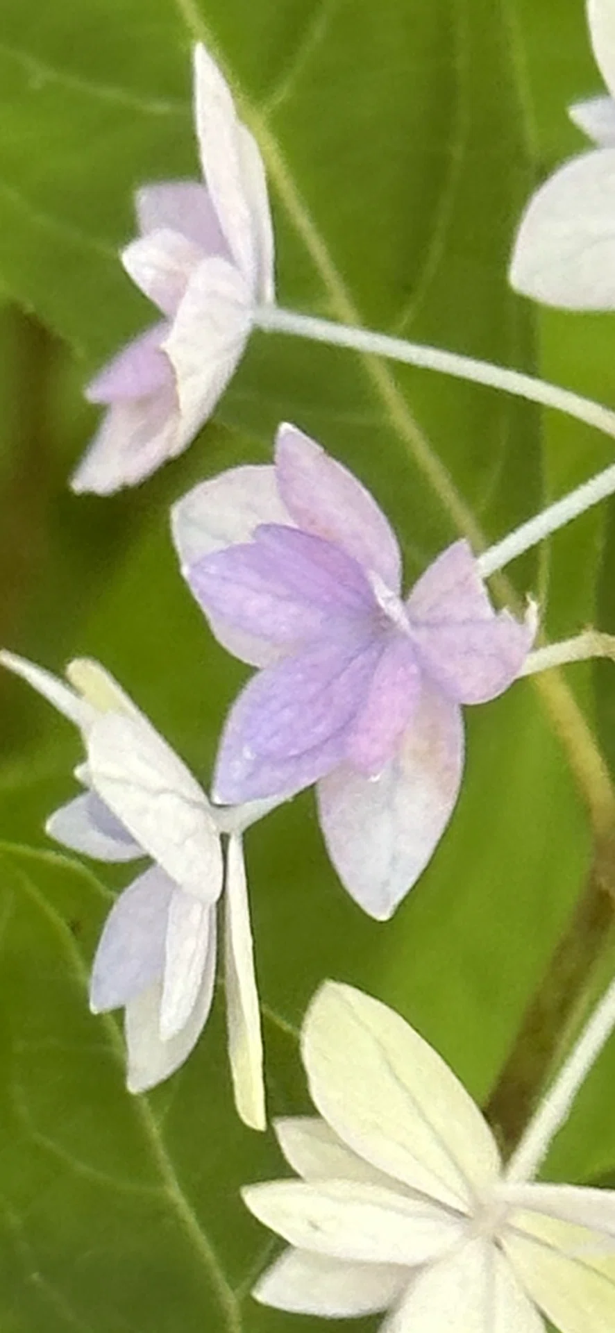 七段花｜EGGSEED