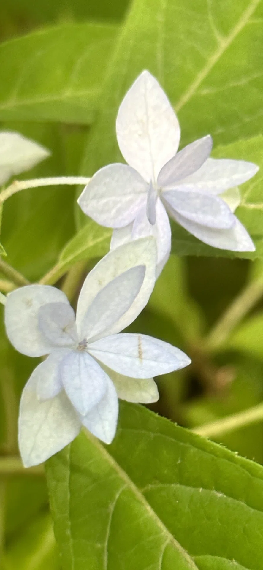 七段花｜EGGSEED