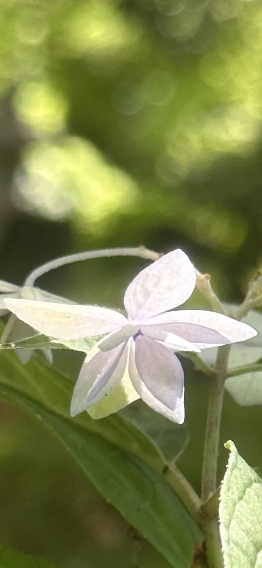 七段花｜EGGSEED
