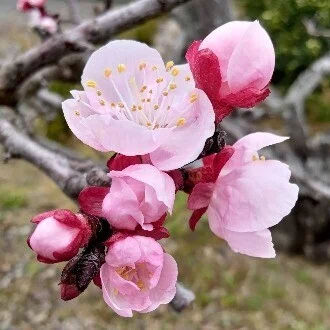 杏花【愛媛ぴあさぽルームホッtoこころ】