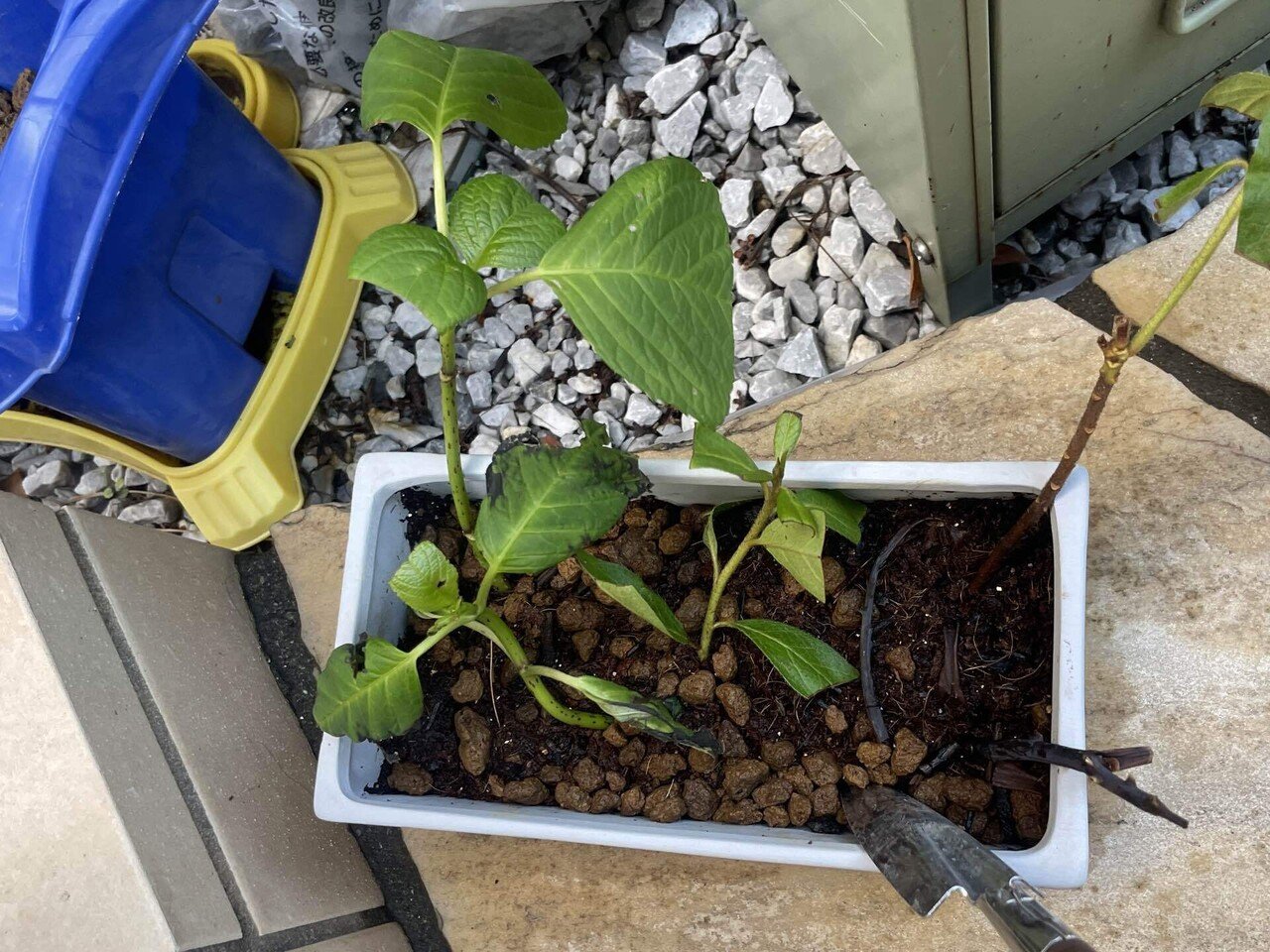 切花を花瓶で終わらせない。「挿し木」を始めてみました。｜マダ